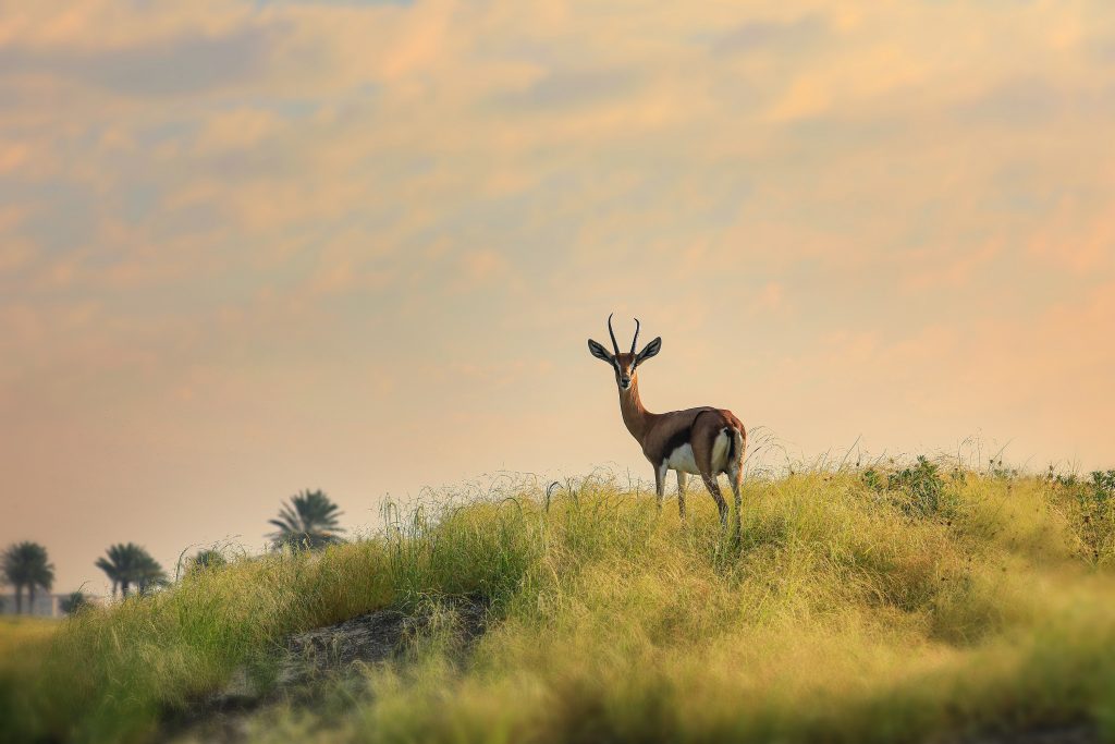 Gazelle at Saadiyat Beach Golf Club